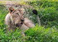 A Lioness in grass in woods Royalty Free Stock Photo