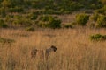 A lioness in a grassland in Pilanesberg