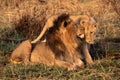 Lioness greets male lion while walking past