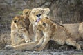 Lioness grooming her small lion cubs in Tanzania Royalty Free Stock Photo