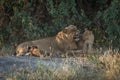 Lioness growling in bushes with two cubs Royalty Free Stock Photo