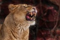 A lioness growls, baring her teeth - the face of a lioness close up on a dark red background, an predatory lioness