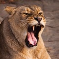 Lioness is a strong and beautiful animal, demonstrates emotions