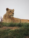 Lioness on guard