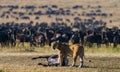 Lioness had just killed a wildebeest. Kenya. Tanzania. Maasai Mara. Serengeti.