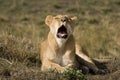 Lioness having a big yawn Royalty Free Stock Photo