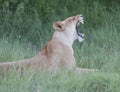 Lioness having a big yawn after sleeping in the sun, Royalty Free Stock Photo