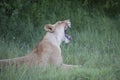 Lioness having a big yawn after sleeping in the sun, Royalty Free Stock Photo