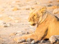 Lioness having a rest on dusty ground, Etosha National Park, Namibia Royalty Free Stock Photo