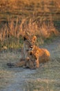 Lioness and her cub in afternoon light. Royalty Free Stock Photo