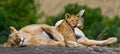 Lioness and her cub on a big rock. National Park. Kenya. Tanzania. Masai Mara. Serengeti. Royalty Free Stock Photo