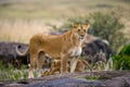 Lioness and her cub on a big rock. National Park. Kenya. Tanzania. Masai Mara. Serengeti. Royalty Free Stock Photo