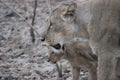 Lioness and her cub at Gir National Resrve Royalty Free Stock Photo