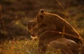 Lioness and her cub, Masai Mara Royalty Free Stock Photo