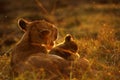 Lioness and her cub, Masai Mara Royalty Free Stock Photo
