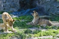 Lioness and her cub Royalty Free Stock Photo