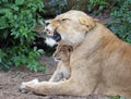 A lioness and her cub Royalty Free Stock Photo