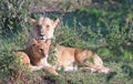 Lioness and her cub resting in the bush Royalty Free Stock Photo