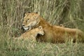 Lioness and her cub, Serengeti National Park,