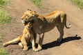 The lioness with her cub Royalty Free Stock Photo