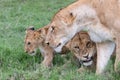 Lioness and her cubs interacting in the savannah Royalty Free Stock Photo