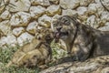 A Lioness and her Cubs in the Jerusalem, Israel, Zoo