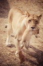 Lioness with her cubs in the mouth Royalty Free Stock Photo