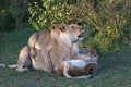 Lioness with Her Cubs Royalty Free Stock Photo