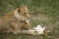 Lioness and her cubs in Serengeti, Tanzania