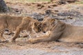 Lioness with her cute cub lying on the sandy ground