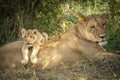 Lioness and her lion cub lying on her back in Savuti Botswana