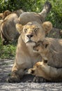 Lioness and her two cubs resting amongst their pride of lions in Ndutu Tanzania Royalty Free Stock Photo