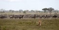 Lioness and herd of wildebeest