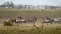 Lioness and herd of wildebeest at the Serengeti