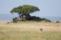 A lioness hidden in grass, on the hunt Royalty Free Stock Photo