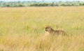 Lioness hiding in the long grass