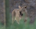 A Lioness hiding in woods Royalty Free Stock Photo