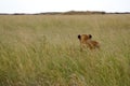 Lioness in high grass Royalty Free Stock Photo