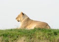 Lioness On Hill Royalty Free Stock Photo