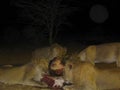 Lioness hunting and eating meat at the night at Etosha National Park, Namibia