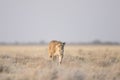 Lioness hunting Royalty Free Stock Photo