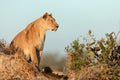Lioness hunting in morning light. Royalty Free Stock Photo