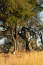 Lioness hunting in the Okavango Delta. Royalty Free Stock Photo