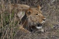 Lioness hunting Panthera leo - Botswana Royalty Free Stock Photo