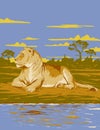 Lioness in Hwange National Park Zimbabwe Africa Art Deco WPA Poster Art