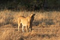 Lioness interacting with her cub. Royalty Free Stock Photo