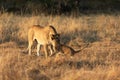 Lioness interacting with her cub. Royalty Free Stock Photo