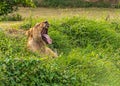 A Lioness with its mouth full open Royalty Free Stock Photo