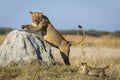 Lioness and her lion cub jumping on a large termite mound in morning light in Savuti in Botswana Royalty Free Stock Photo