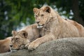 Lioness and juvenile male lion (Panthera leo).